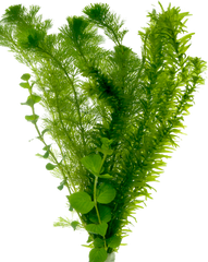 Zuurstof plant bos gemengd