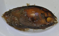 Shark Egg Chiloscyllium Punctatum