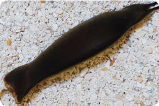 Shark Egg Atelomycterus Marmoratus