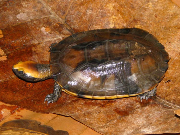 Platemys platycephala M