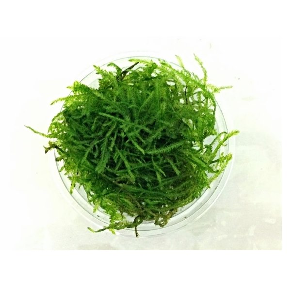 Spikey moss in cup