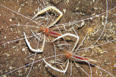 Stenopus pyrsonotus