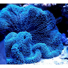 Stichodactyla sp. blue