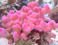 Stylophora pistillata (Pink)