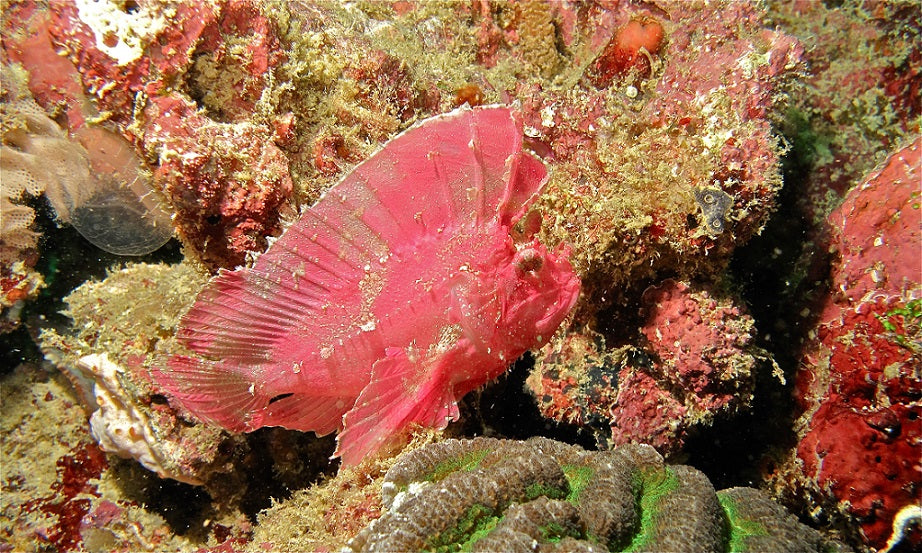 Ablabys Taenianotus (Red-Pink)