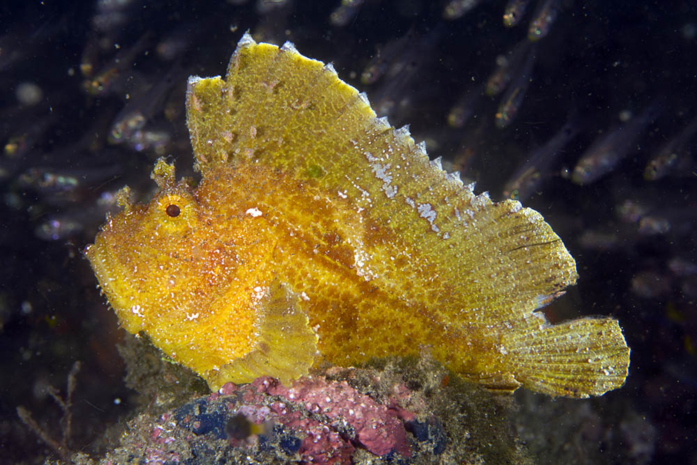Ablabys Taenianotus (Yellow)