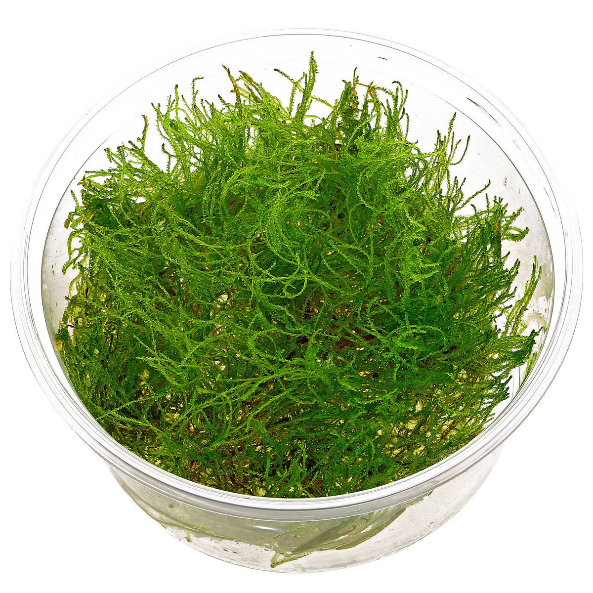Taxiphyllum alternans In-Vitro nr 15 easy grow