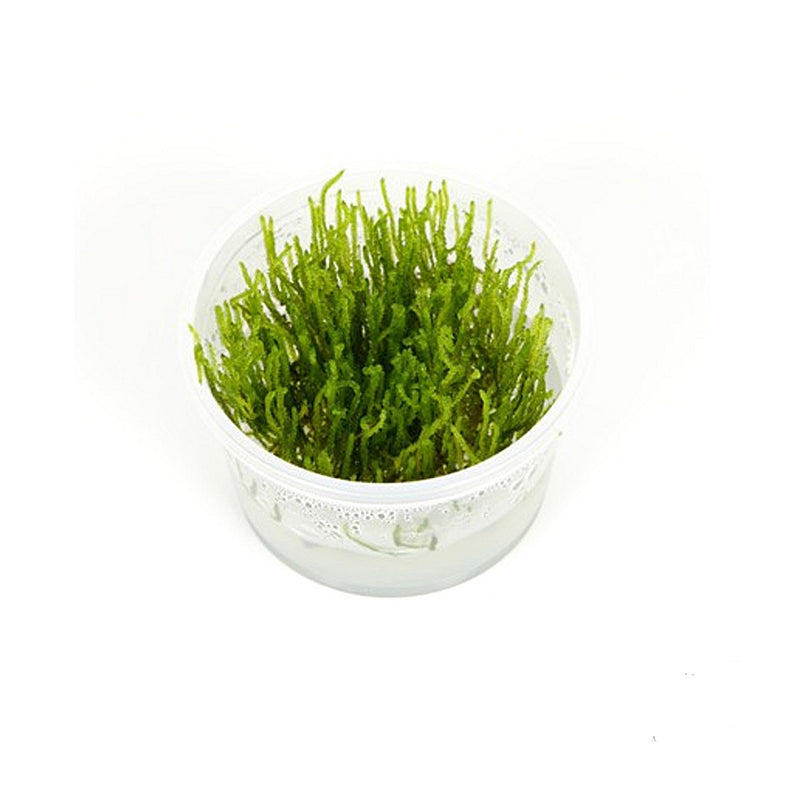 Taxiphyllum flame In-Vitro nr 17 easy grow
