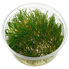 Flame moss in cup