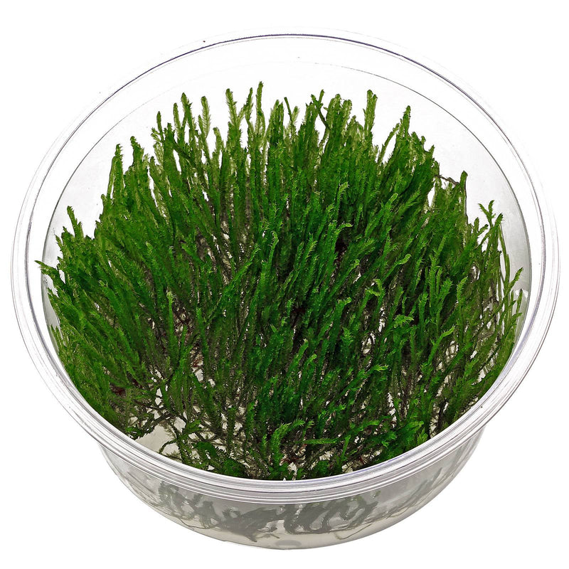 Taxiphyllum sp. 'Spiky' In-Vitro nr. 16 Easy Grow