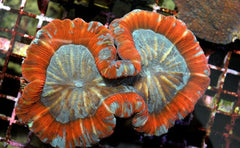Trachyphyllia spp. red