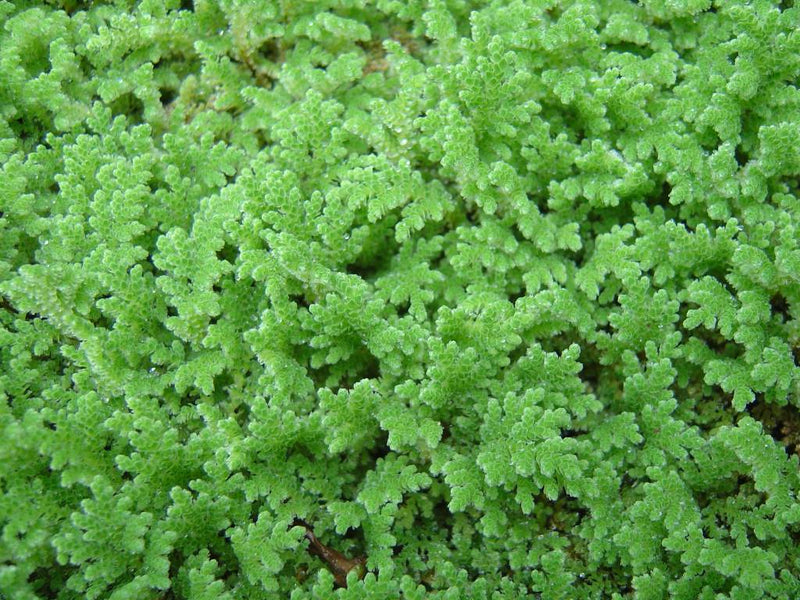 Azolla in bakje