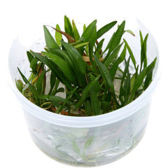 Helanthium tenellum In-Vitro nr 05 easy grow