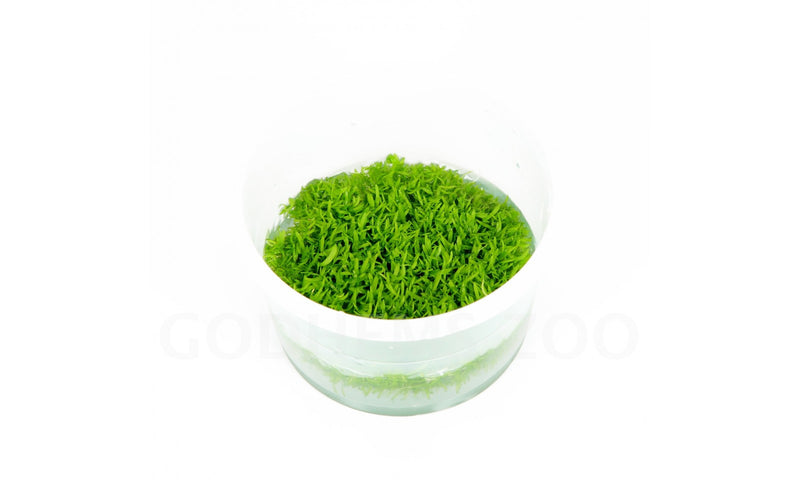Utricularia graminifolia In-Vitro nr 12 easy grow