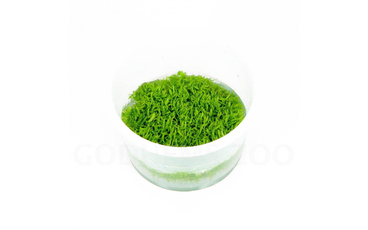 Utricularia graminifolia In-Vitro nr 12 easy grow