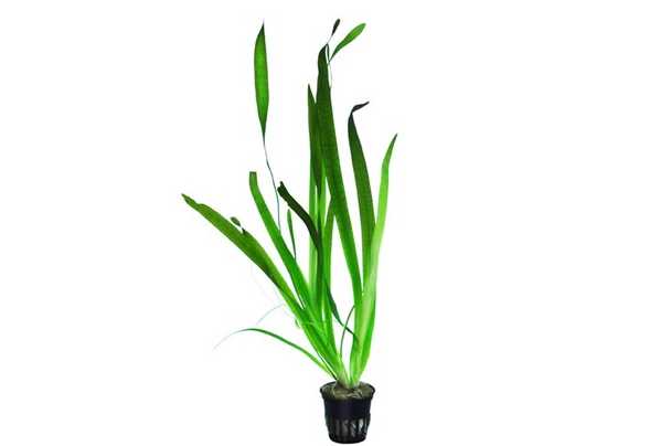 Vallisneria giganthea