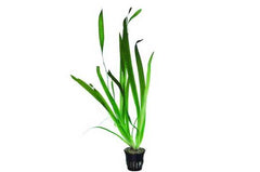 Vallisneria giganthea