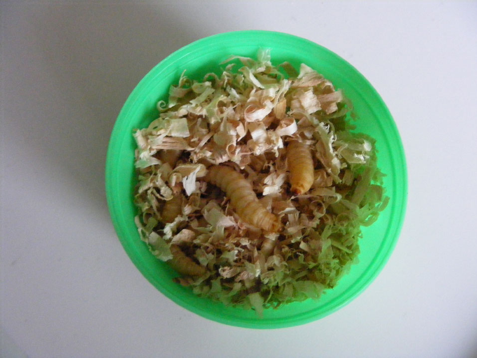 wasmotten