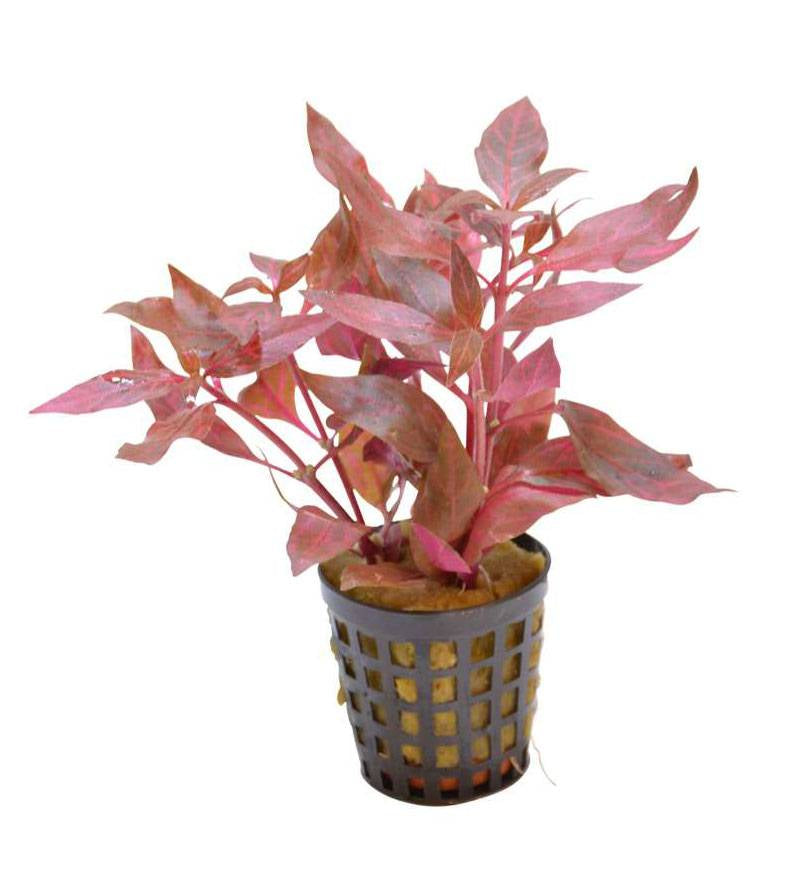 Alternanthera cardinalis variegata