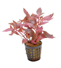 Alternanthera cardinalis variegata