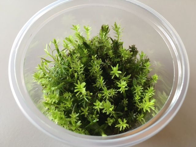 Rotala Wallichii In-Vitro (nr 10 Easy Grow)