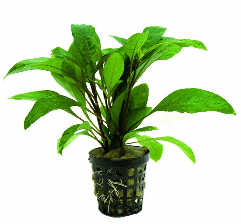 Hygrophila guanensis