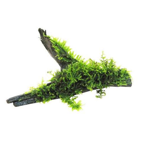 Wood versicularia dubyana size sss