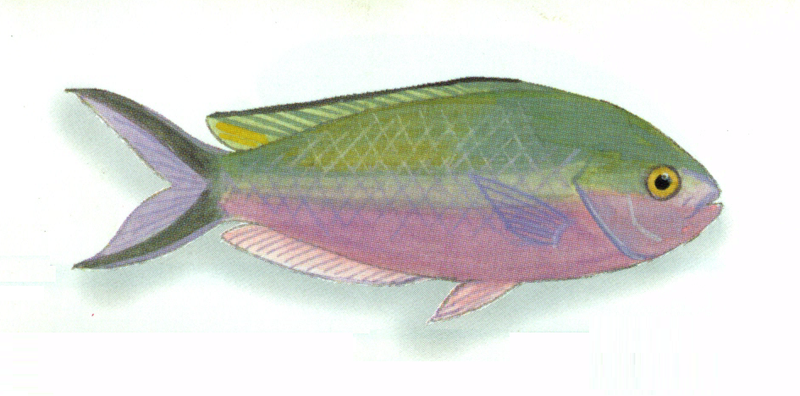 Lepidozygus tapeinosoma Austr