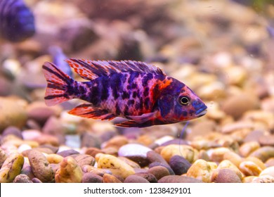 Aulonocara multicolor RED