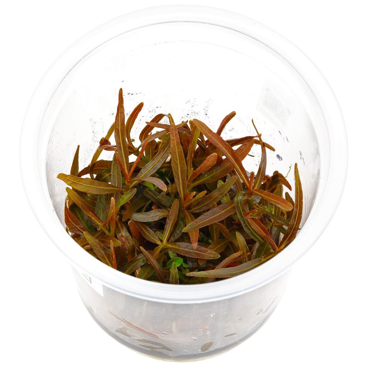 Hygrophila Lancea (Sp. 'araguaia') - In Vitro Cup