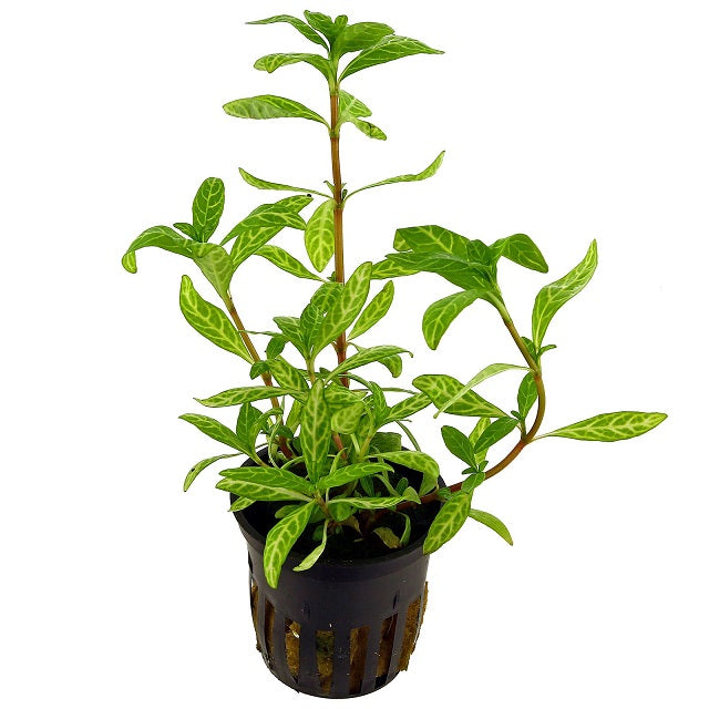 Hygrophila polysperma Rosanervig