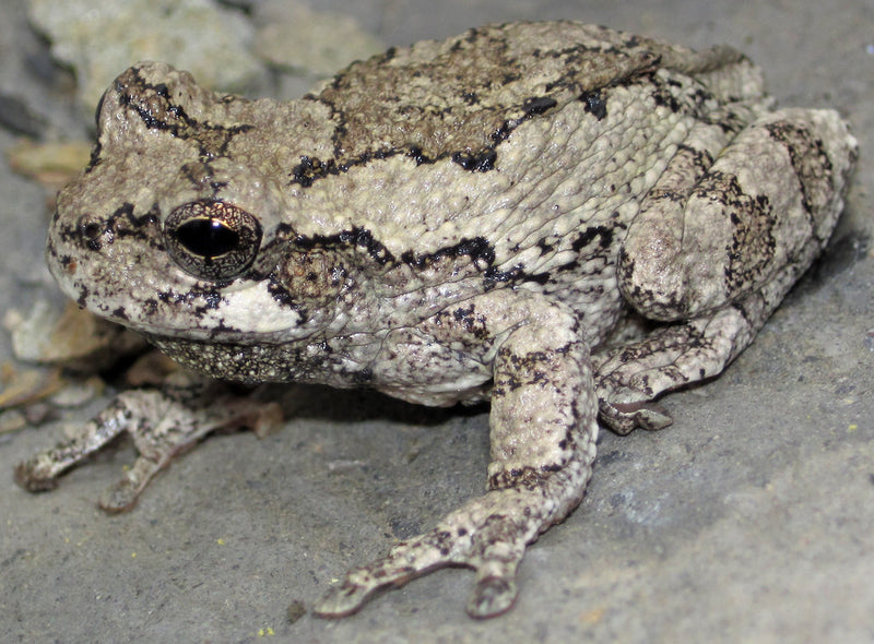 Hyla versicolor Grijze boomkikker