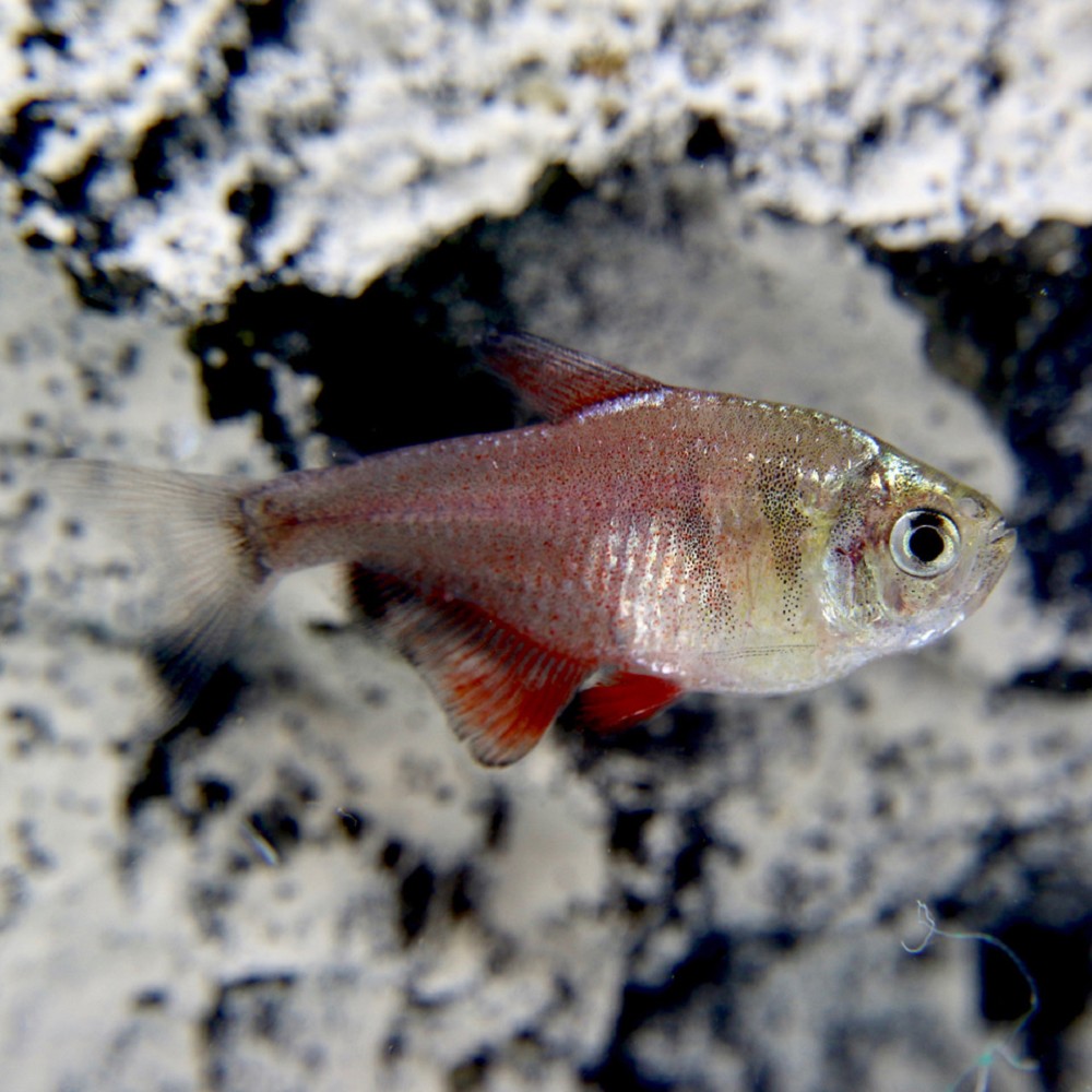 Hyphessobrycon Flammeus Diamant