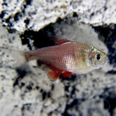 Hyphessobrycon Flammeus Diamant