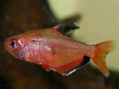Hyphessobrycon Copelandi