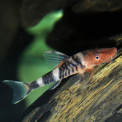 Hypoptopoma Sp. Peru 1 M Robocop Dwergalgeneter