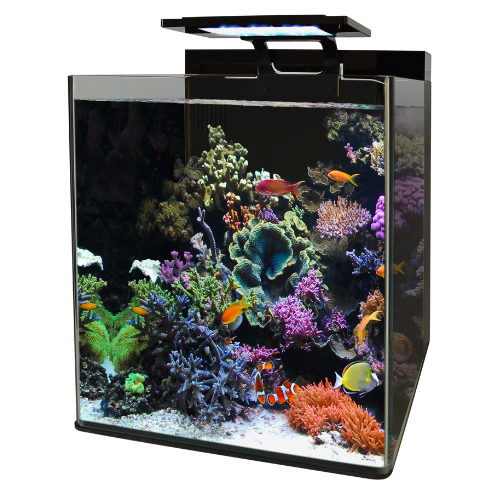 Blue marine reef 90