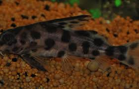 Synodontis Nyassae