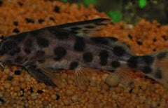Synodontis Nyassae