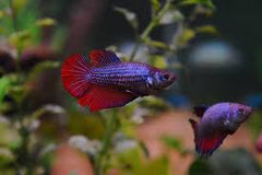 Betta Splendens Half Moon Vrouw