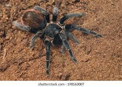 Tliltocatl (brachypelma) vagans Mexicaanse roodromp