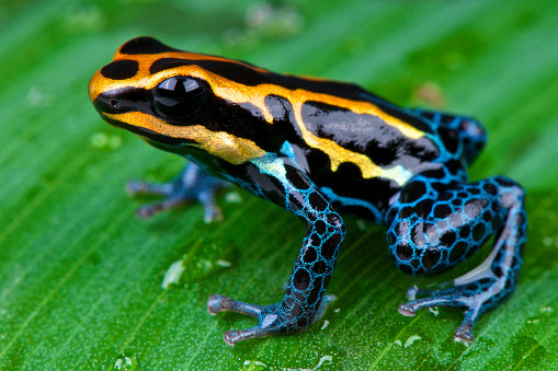 Ranitomeya ventrimaculata pijlgifkikker