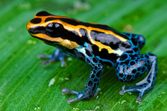 Ranitomeya Ventrimaculata Pijlgifkikker