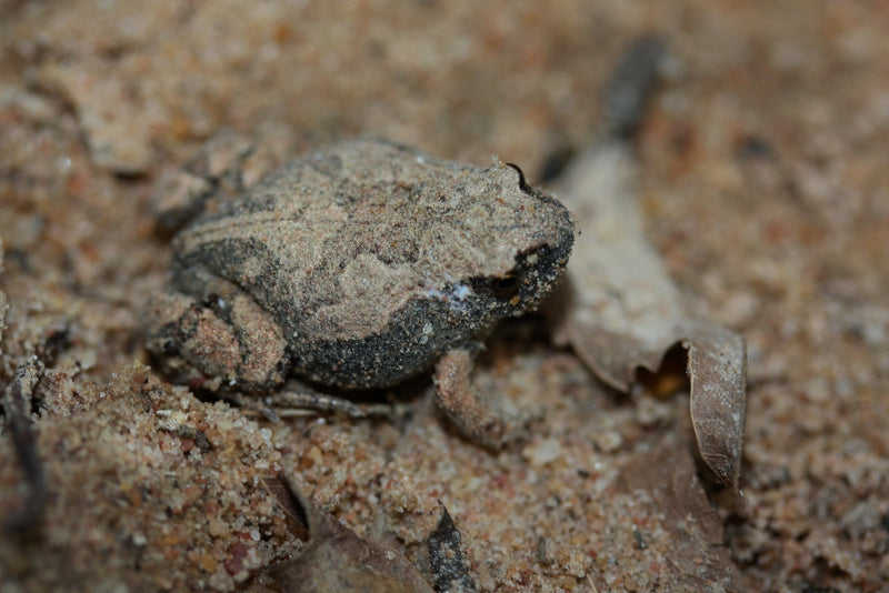 Kaloula baleata