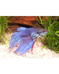 Betta splendens Kempvis man mixed colors