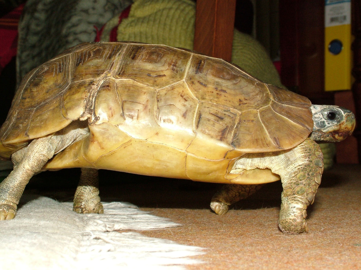 Kinixys belliana nogueyi Gladrandklepschildpad