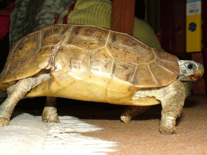 Kinixys belliana nogueyi Gladrandklepschildpad