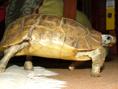 Kinixys belliana nogueyi Gladrandklepschildpad