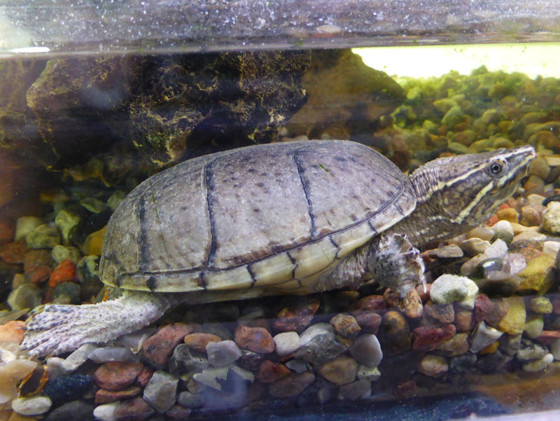Kinosternon Baurii Gestreepte modderschildpad