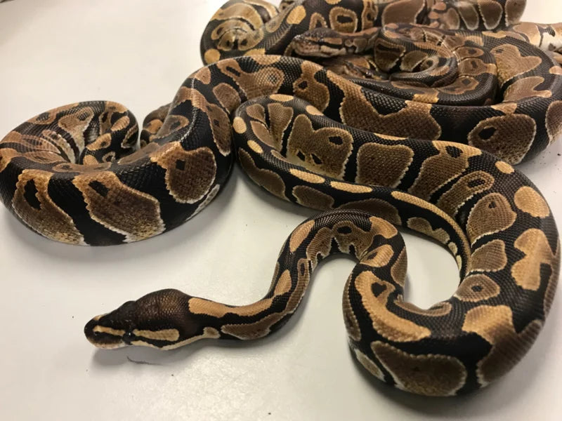 Koningspythons